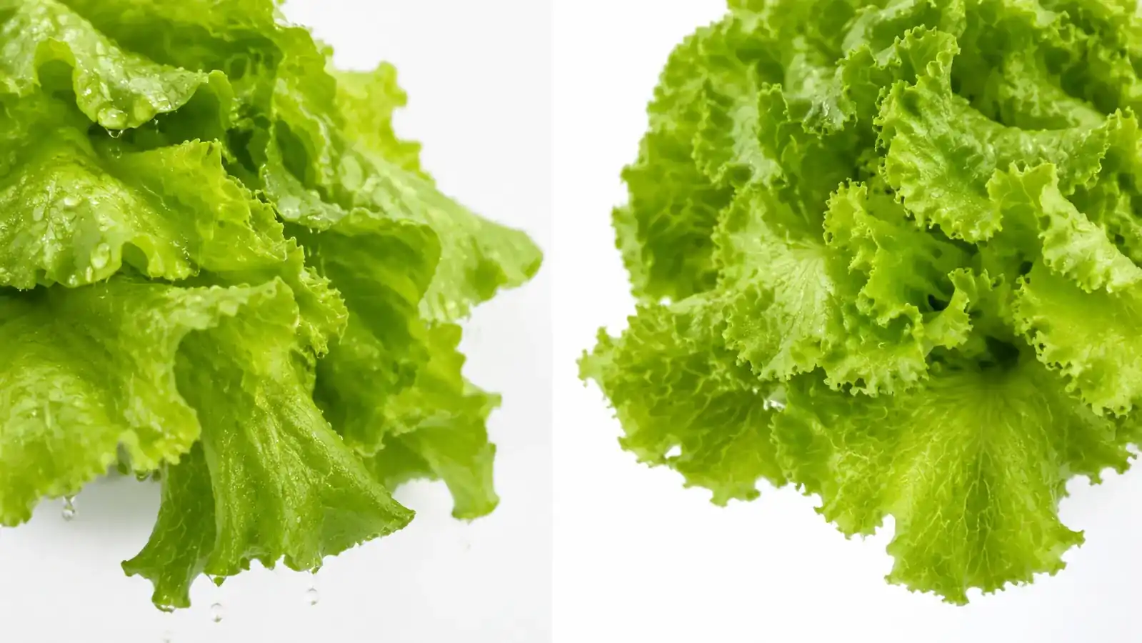 Side-by-side comparison showing wet romaine lettuce versus dry lettuce after spinning in a salad spinner